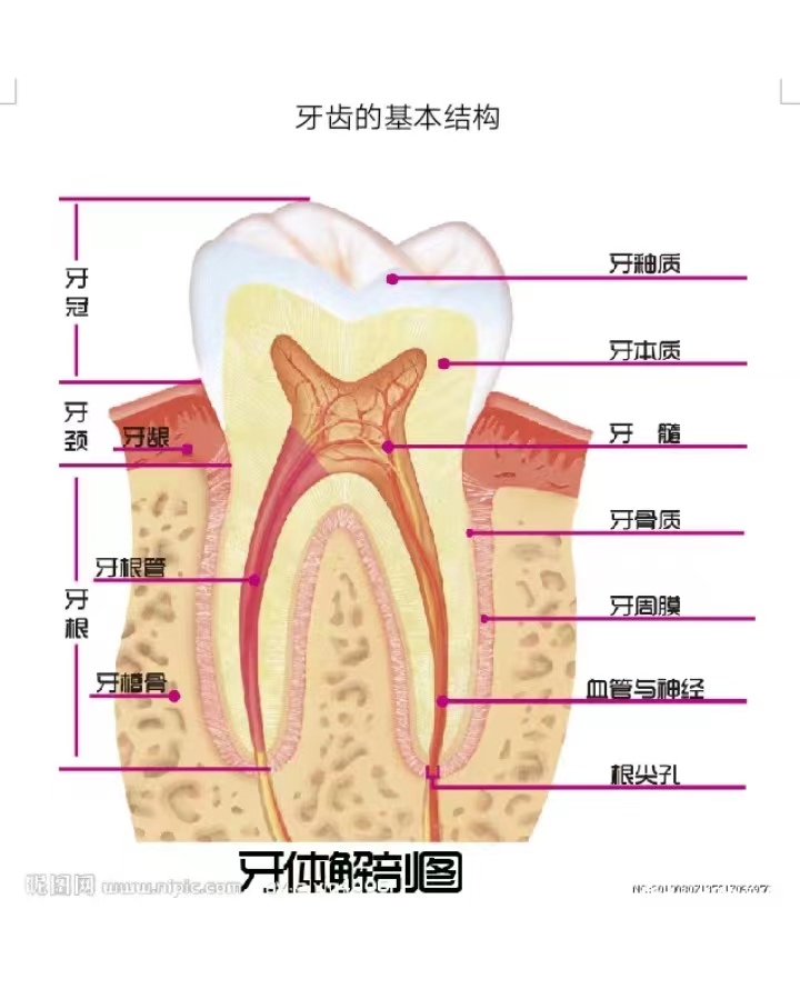 团圆口腔，用专业和技术，为您带来完美的植牙体验。让我们携手，共同守护您的口腔健康，让您的笑容更加灿烂！